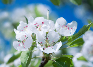 Картинка цветы цветущие+деревья+ +кустарники ветка листья нежность цветение розовая камелия цветок