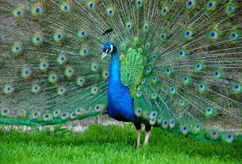 Картинка животные павлины птица хвост окрас павлин перья