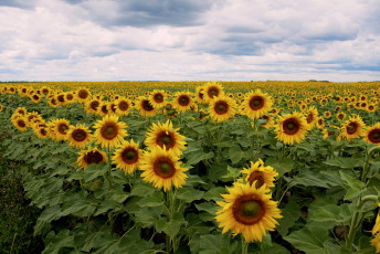 Картинка цветы подсолнухи цветение подсолнух листья