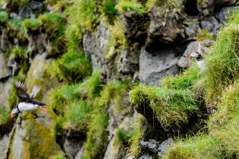 Картинка животные тупики окрас перья птица тупик