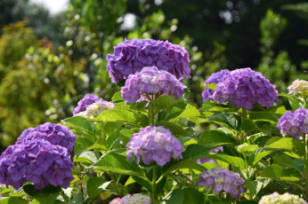 Картинка цветы гортензия голубая цветение
