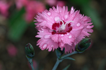 Картинка цветы гвоздики цветок цветение гвоздика лепестки
