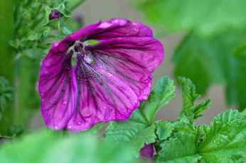 Картинка цветы лепестки цветение