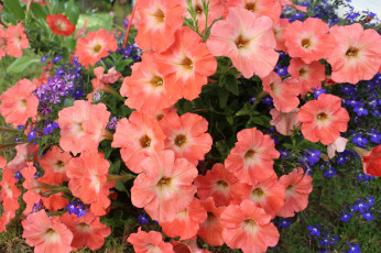 Картинка цветы петунии +калибрахоа нежность цветение калибрахоа бутон петуния