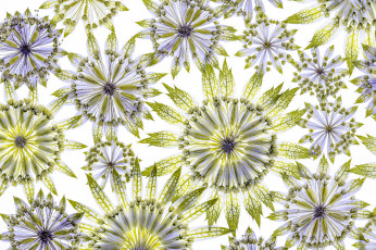 Картинка разное текстуры астрантия лепестки цветок