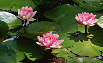 Картинка цветы лотосы лепестки лотос цветок цветение