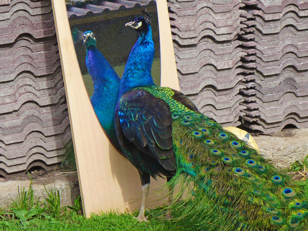 Обои картинки фото животные, павлины, цвета, перышки, окрас, павлин