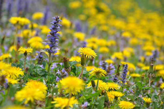 Обои картинки фото цветы, разные вместе, разные, цветение, весна, поле