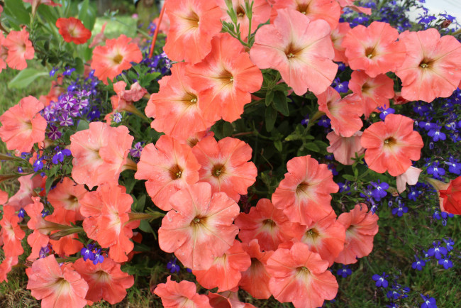 Обои картинки фото цветы, петунии,  калибрахоа, нежность, цветение, калибрахоа, бутон, петуния