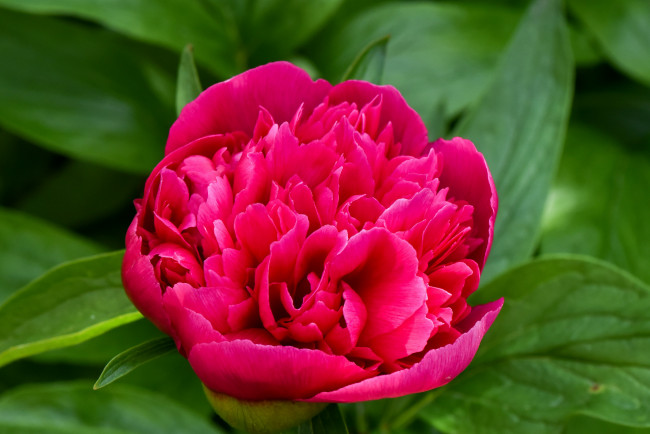 Обои картинки фото цветы, пионы, пион, бутон, лепестки, листья, цветение