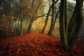 Картинка природа лес простор