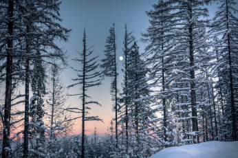 Картинка природа лес простор