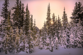 Картинка природа лес простор