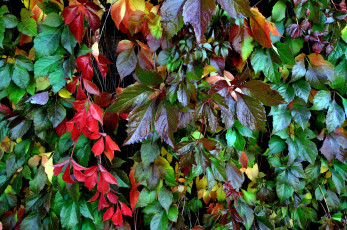 Картинка природа листья осень