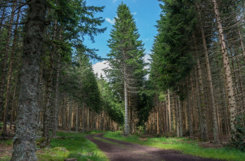 Картинка природа дороги простор