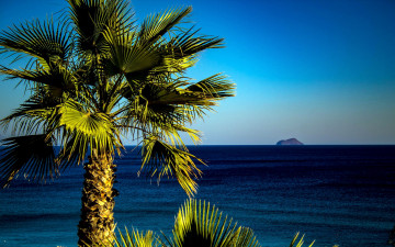 Картинка природа тропики пальма