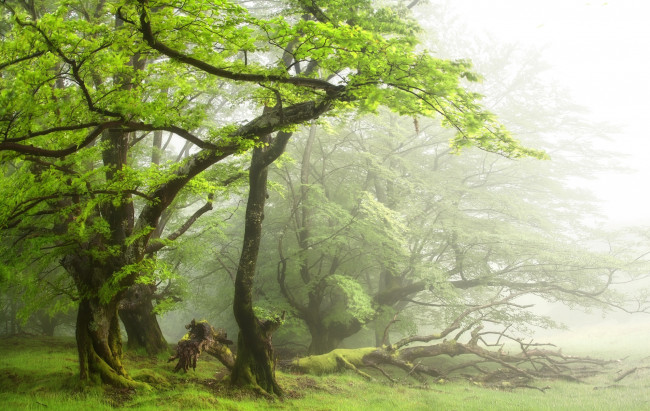 Обои картинки фото природа, лес, простор