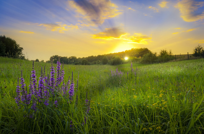 Обои картинки фото природа, луга, простор