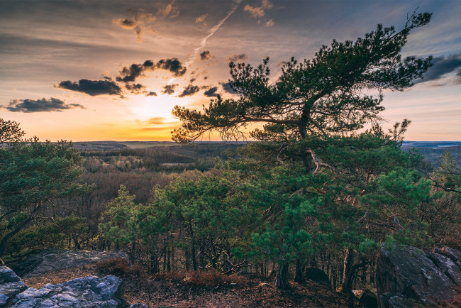 Обои картинки фото природа, деревья, простор