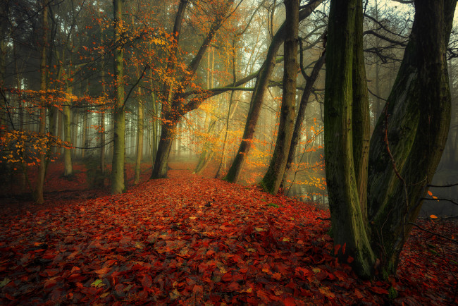 Обои картинки фото природа, лес, простор