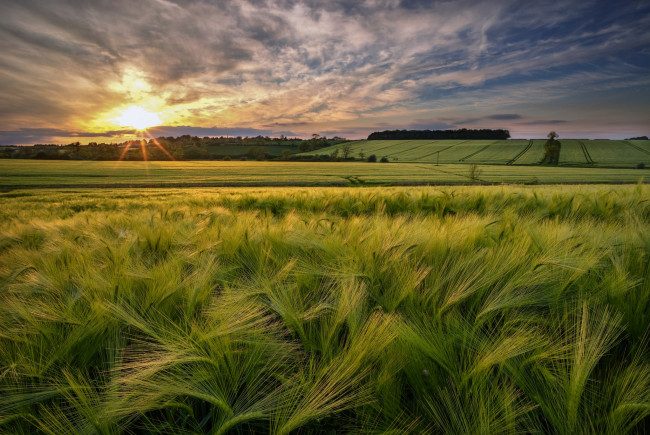 Обои картинки фото природа, поля, простор