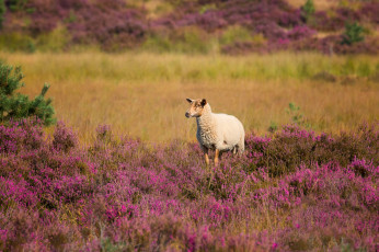 обоя животные, овцы,  бараны, баран