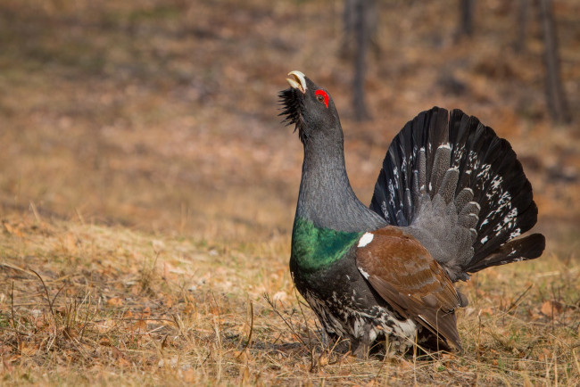 Обои картинки фото глухарь, животные, глухари,  тетерева, ток, лес, птица
