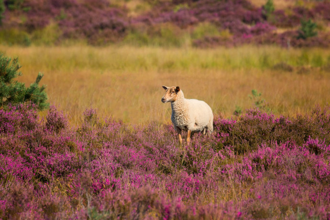 Обои картинки фото животные, овцы,  бараны, баран