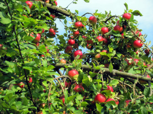 Картинка природа плоды яблоки