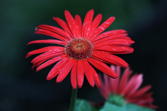 Картинка цветы герберы красная гербера макро капли