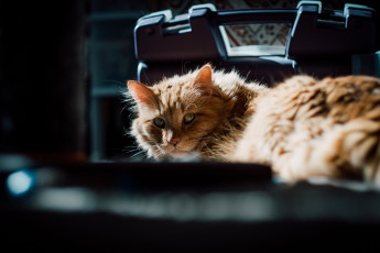 Картинка животные коты кот кошка