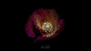 Картинка цветы маки чёрный фон цветок