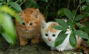 Картинка животные коты котята