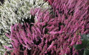 обоя цветы, вереск,  эрики, белый, розовый