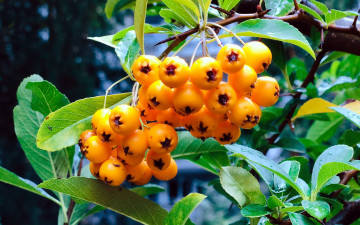 Картинка природа ягоды +рябина рябина