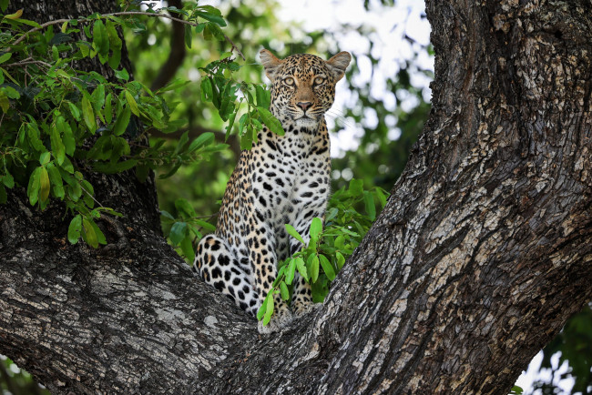 Обои картинки фото животные, леопарды, леопард