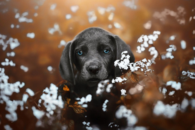 Обои картинки фото животные, собаки, собака