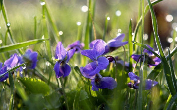 Картинка цветы фиалки роса трава