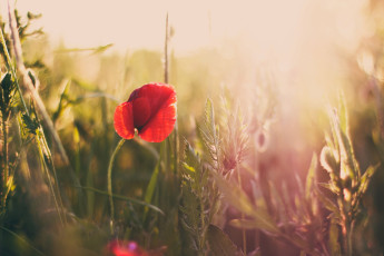 Картинка цветы маки луг