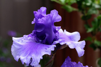 обоя цветы, ирисы, цветок