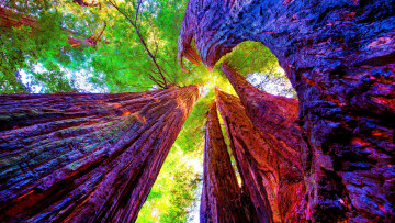 Картинка природа деревья мощные стволы