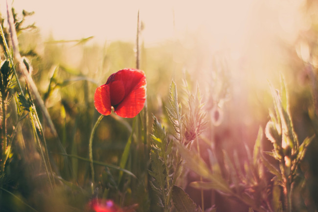 Обои картинки фото цветы, маки, луг