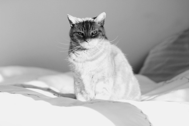 Обои картинки фото животные, коты, кот, кошка