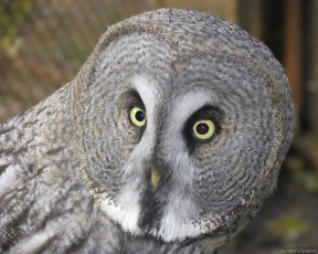 Картинка животные совы