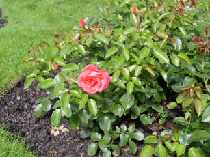 Картинка цветы розы