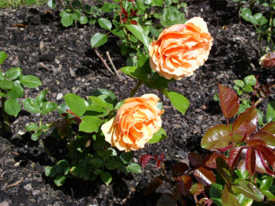 Картинка цветы розы