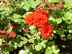 обоя цветы, розы