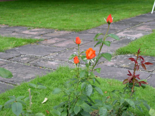 Картинка цветы розы