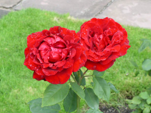 обоя цветы, розы