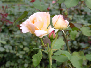 Картинка цветы розы